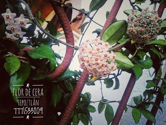 Flor de Cera Tepoztlán Exterior foto